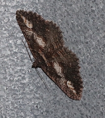 Eucymatoge scotodes