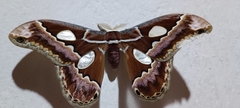Rothschildia prionia