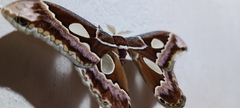 Rothschildia prionia