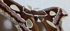 Rothschildia prionia