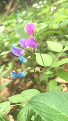 Lathyrus vernus
