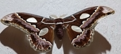 Rothschildia prionia