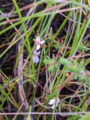 Stylidium repens