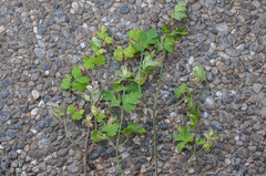 Ramularia chaerophylli