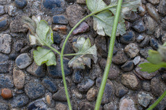 Ramularia chaerophylli