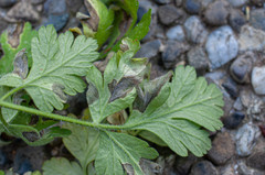 Ramularia chaerophylli