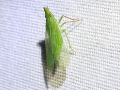 Rhynchomitra