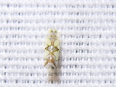 Protalebrella conica