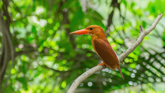 Halcyon coromanda coromanda