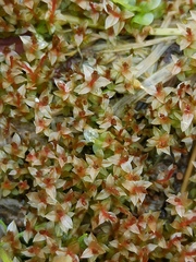 Ptychostomum weigelii