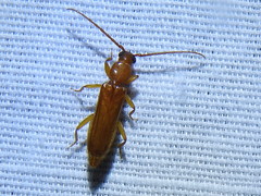 Smodicum cucujiforme