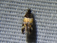 Triclonella determinatella