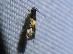 Triclonella determinatella
