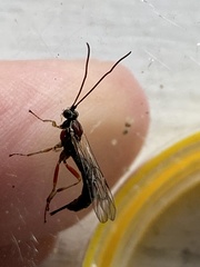 Tromatobia lineatoria