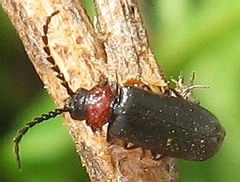Ditemnus bidentatus