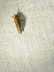 Thoscora