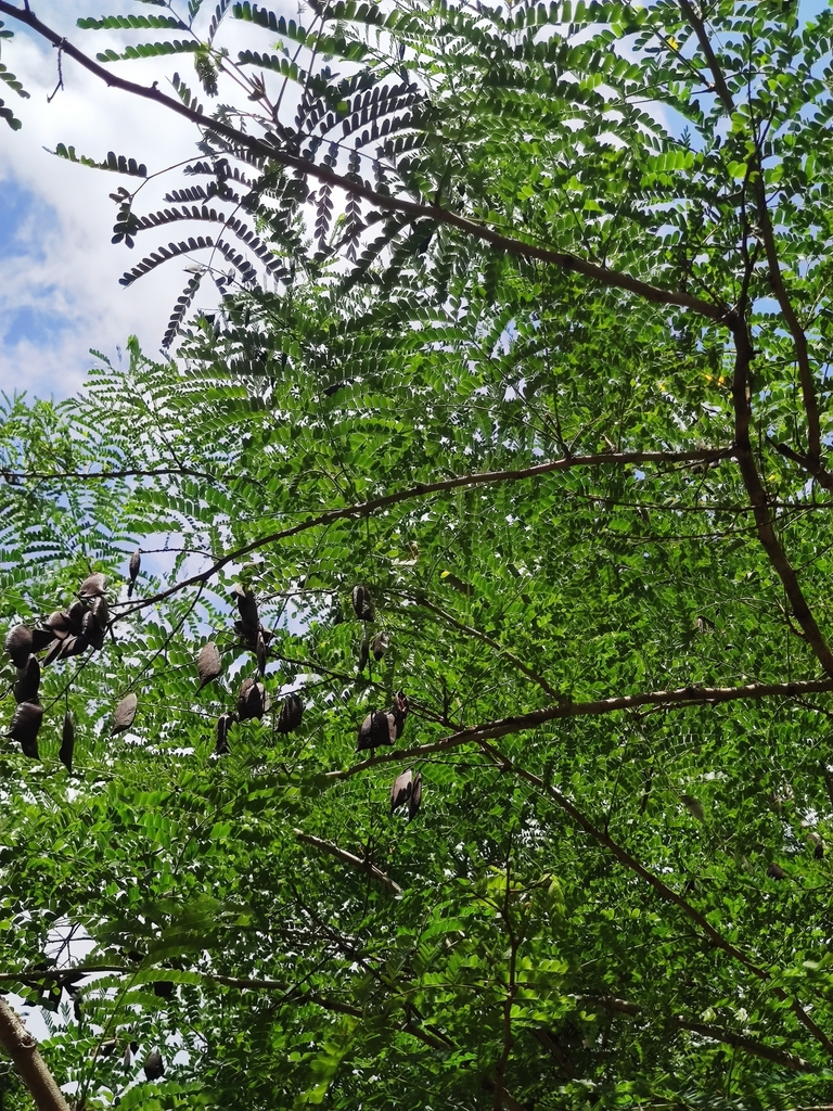 Biancaea sappan; photograph Sarka Masova, CC BY, iNaturalist via GBIF