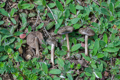Entoloma plebejum