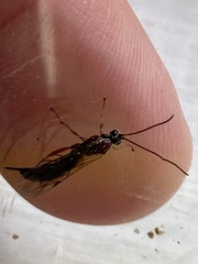 Tromatobia lineatoria