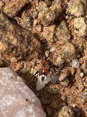 Haemobaphus concinnus