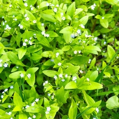 Myosotis sparsiflora