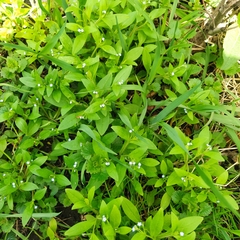 Myosotis sparsiflora