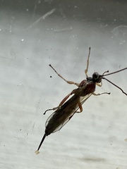 Tromatobia lineatoria