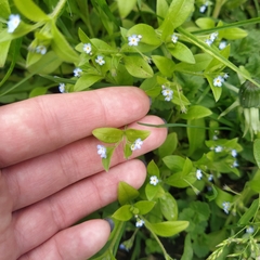 Myosotis sparsiflora