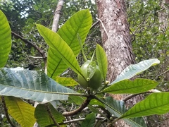 Gardenia oudiepe