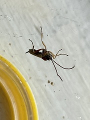 Tromatobia lineatoria