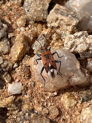 Haemobaphus concinnus