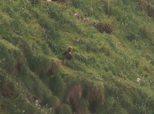 Tufted Puffin photographed in Oregon