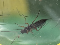Tromatobia lineatoria