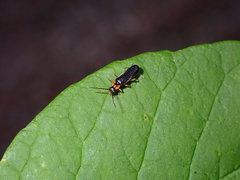 Rhagonycha lineola