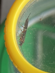 Tromatobia lineatoria