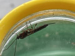 Tromatobia lineatoria