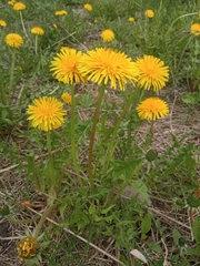 Taraxacum officinale