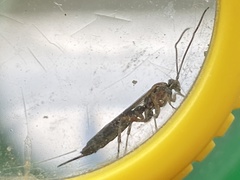 Tromatobia lineatoria