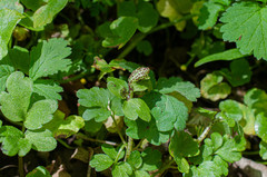 Puccinia adoxae