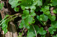 Ramularia macrospora