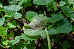 Botryotinia ficariae