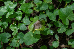 Botryotinia ficariae