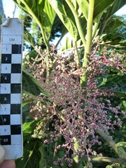Dendrocnide latifolia