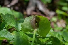 Botryotinia ficariae