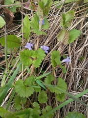 Glechoma hederacea