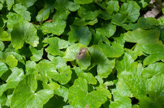 Botryotinia ficariae