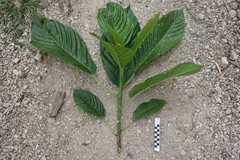 Dendrocnide latifolia