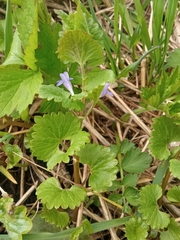 Glechoma hederacea