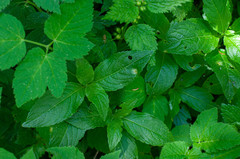 Melampsora rostrupii