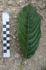 Dendrocnide latifolia